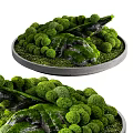 Bonsai Potted Plant with Green Moss Stones and Rounded Foliage in Circular Container