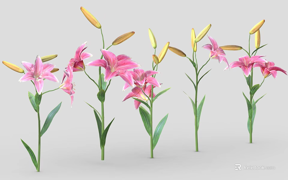Pink Lilies With Green Stems Leaves And Open Flowers Plus Buds 3d model 