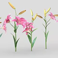 Pink Lilies With Green Stems Leaves And Open Flowers Plus Buds