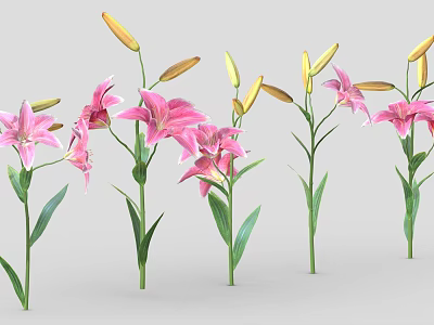 Pink Lilies With Green Stems Leaves And Open Flowers Plus Buds 3d model