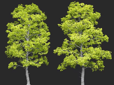 Two Green Arbor Trees With Lush Foliage And Gray Trunks On Black Background 3d model