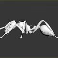 White Ant 3D Model on Black Background with Detailed Reflection 3d model