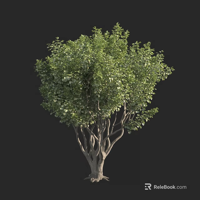 Lush Green Tree With Branched Trunk And Dense Foliage In Natural Shape 3d model 