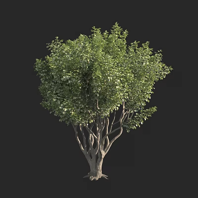 Lush Green Tree With Branched Trunk And Dense Foliage In Natural Shape 3d model