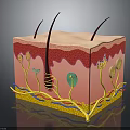 3D Skin Structure Model Showing Layers Hair Follicles And Blood Vessels