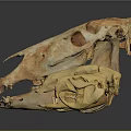 Medical Device Anatomical Animal Skull Models Of Different Sizes For Teaching Purposes