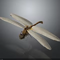Detailed Dragonfly With Transparent Wings And Brown Body Against Dark Background In Macro View