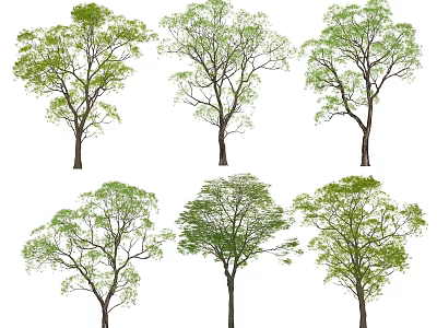 Arbor Trees In Various Forms With Green Leaves Isolated On White Background 3d model