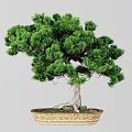 Bonsai Potted Pine Tree with Lush Green Foliage and Twisted Trunk in Patterned Ceramic Pot 3d model