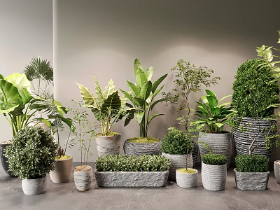 Bonsai and Potted Plants Display With Various Green Plants in Decorative Ceramic and Stone Pots 3d model