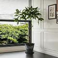Lush Green Potted Plant By Window With White Wall And Outdoor Trees