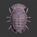 Pink Isopod With Segmented Body And Multiple Legs On Dark Background 3d model