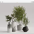 Bonsai and Potted Plants With Various Ceramic Concrete Planters For Indoor Decoration