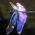 Vibrant Dragonfly With Iridescent Purple Blue Wings And Shiny Blue Body Flying Against Dark Background