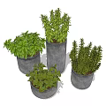 Various Green Herb Potted Plants in Gray Decorative Concrete Planters 3d model