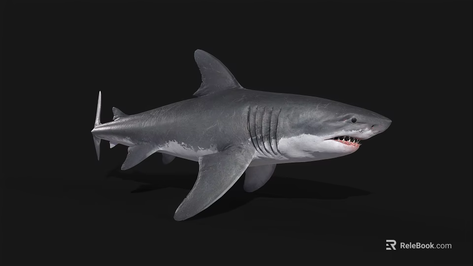 Grey Shark With Open Mouth Sharp Teeth And Strong Fins On Dark Background 3d model 