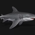 Grey Shark With Open Mouth Sharp Teeth And Strong Fins On Dark Background