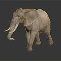 Realistic Gray Elephant With Large Ears Long Trunk And Tusks On Dark Reflective Surface