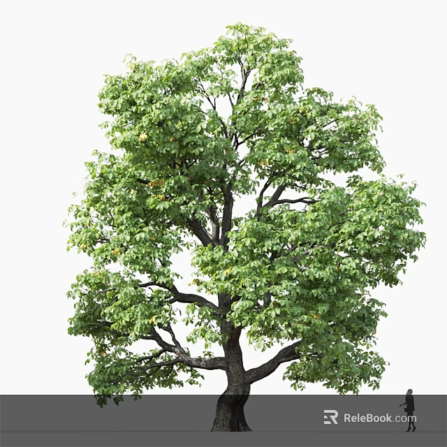 Tall Arbor With Lush Green Foliage And Thick Trunk In Natural Environment 3d model 