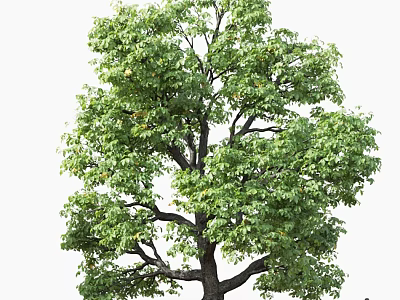 Tall Arbor With Lush Green Foliage And Thick Trunk In Natural Environment 3d model