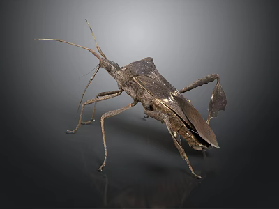 Brown Insect With Unique Body Structure Long Antennae And Six Legs On Dark Background 3d model
