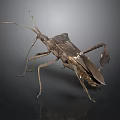 Brown Insect With Unique Body Structure Long Antennae And Six Legs On Dark Background