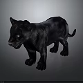 Striking Black Panther Standing With Shiny Black Fur On Gray Studio Background