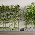 Potted Bamboo Plants In Rectangular Stone Planters With Light Walls Wooden Floors And Small Pebbles