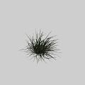 Lush Green Grass With Long Slender Leaves Isolated Against Black Background 3d model
