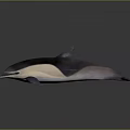 Dolphin 3D Model With Black And White Body In Swimming Pose On Gray Background