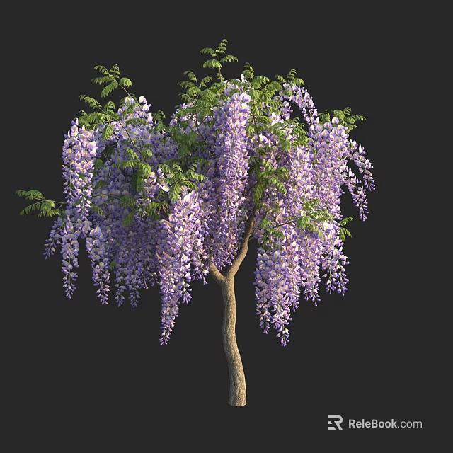 Wisteria Tree with Hanging Purple Flowers and Lush Green Foliage in Full Bloom 3d model 