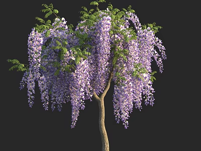 Wisteria Tree with Hanging Purple Flowers and Lush Green Foliage in Full Bloom 3d model