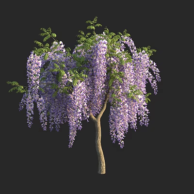 Wisteria Tree with Hanging Purple Flowers and Lush Green Foliage in Full Bloom 3d model