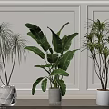 Different Types of Indoor Potted Plants with White Pots on Wooden Floor and White Wall