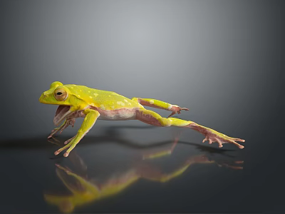 Green Frog With Extended Limbs Leaping on Smooth Gray Surface With Reflection 3d model