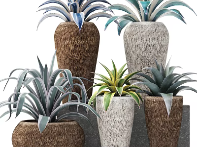 Various Decorative Potted Plants With Green Blue Leaves In Textured Pots 3d model
