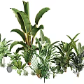 Various Indoor Potted Plants With Green Leaves For Home Decor And Interior