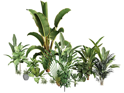 Various Indoor Potted Plants With Green Leaves For Home Decor And Interior 3d model