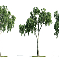 The Modern Tree 3d model