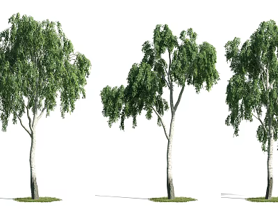 Three Arbor Trees With Different Forms Lush Foliage And Straight Trunks 3d model Three Arbor Trees With Different Forms Lush Foliage And Straight Trunks 3d model