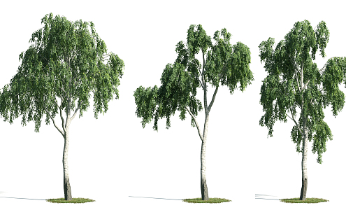 The Modern Tree 3d model