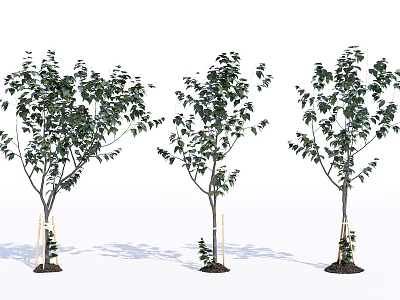 Lush Green Arbor Specimens With Support Stakes On White Background 3d model