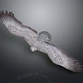 Majestic Eagle with Patterned Feathers Spreading Wings Flying as Airborne Animal