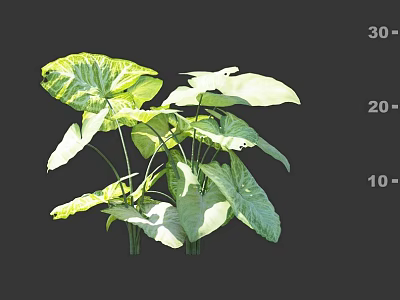 Vibrant Tropical Indoor Plant With Large Variegated Green Leaves And Healthy Growth Habit 3d model