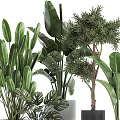 Various Bonsai and Potted Green Plants with Large Leaves Ferns and Modern Black Grey Planters