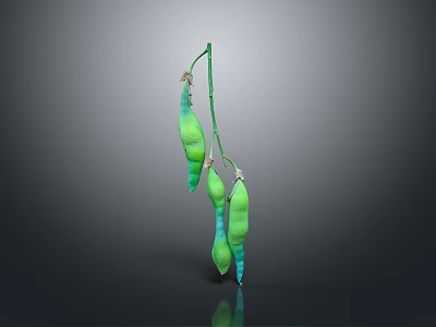 Green Pea Pods Hanging On Stem With Gray Gradient Background And Reflection 3d model