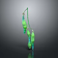 Green Pea Pods Hanging On Stem With Gray Gradient Background And Reflection