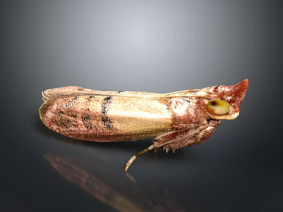 Close Up Brown and Gold Moth With Red Head and Yellow Eyes on Dark Background 3d model