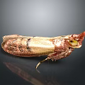 Close Up Brown and Gold Moth With Red Head and Yellow Eyes on Dark Background