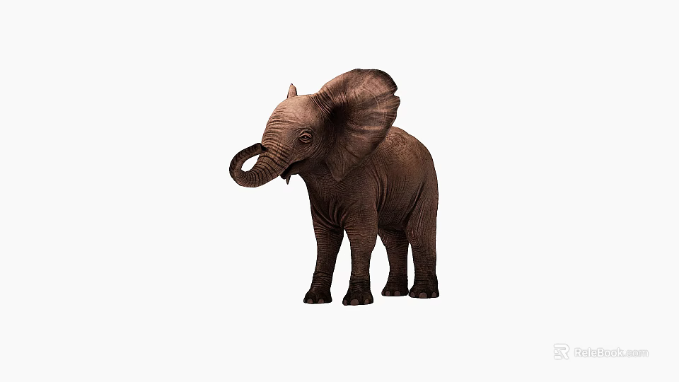 Baby Elephant Standing with Curled Trunk and Large Brown Ears Isolated on White Background 3d model 